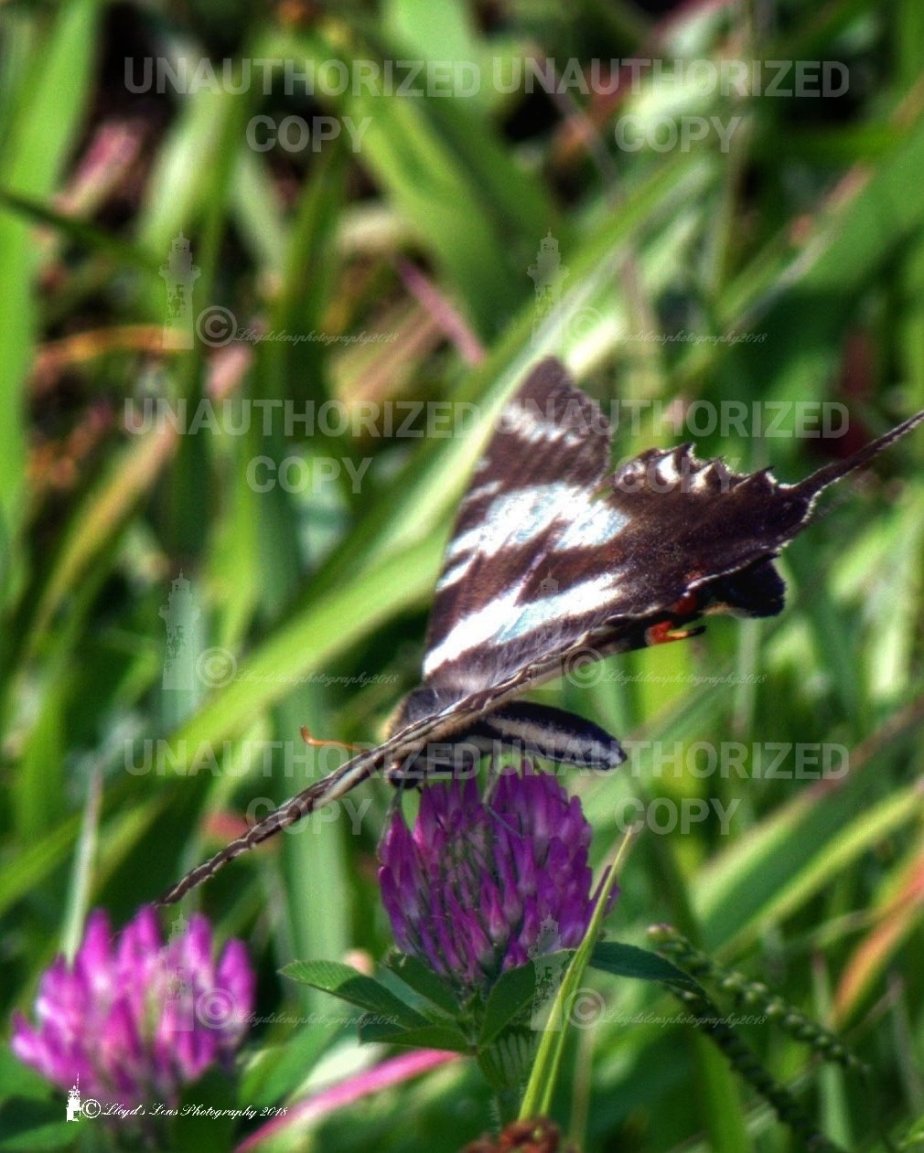 The Zebra Swallowtail Butterfly