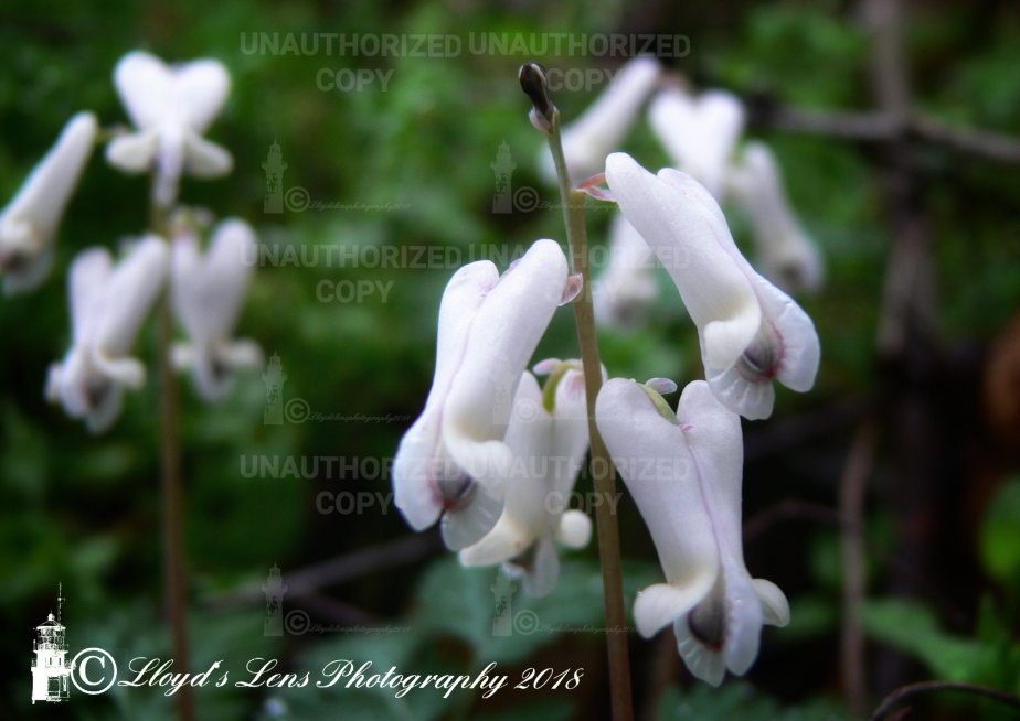 Squirrel Corn..(continued from Dutchman’s Breeches)
