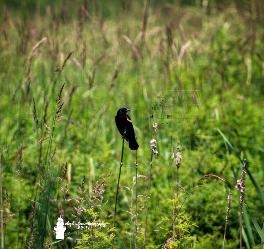 Red-winged Blackbird & A Childhood Goal Achieved